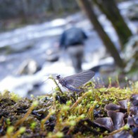 Quill Gordon Mayfly