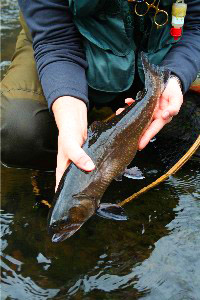 Big Brook Trout, Tuckaseegee River, North Carolina