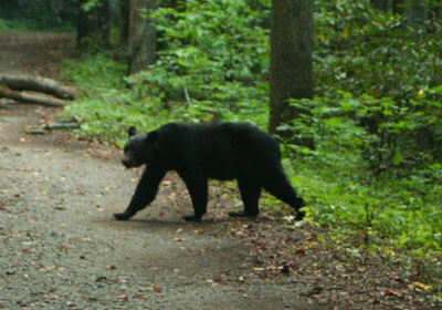Smoky Mountain black bear