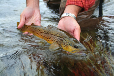 Brown trout caught on a streamer fly.