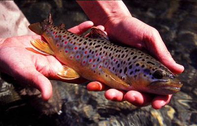 Autumn Brown Trout, Great Smokies, Tennessee