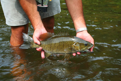 Smallmouth Bass