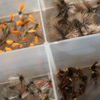Box full of flies