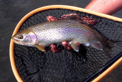 Clinch River rainbow trout