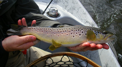 Tuckaseegee River Brown Trout