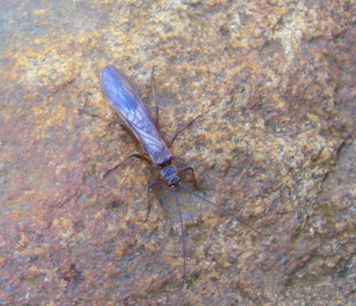 Early Brown Stone Fly, Smoky Mountains