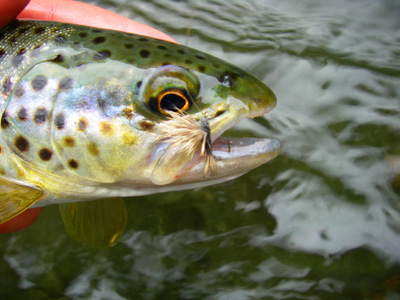 Smoky Mountain brown trout with Haystack Fly