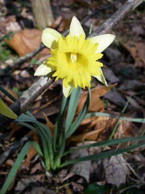 Daffodil in the Smokies