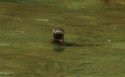 River otter on Little River, GSMNP, TN