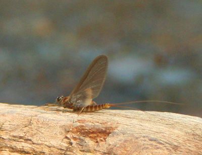 Quill Gordon mayfly in GSMNP