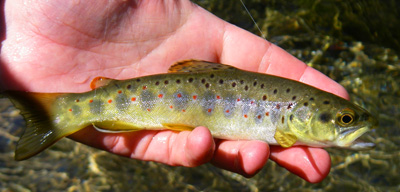 Smoky Mountain brown trout