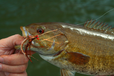 Smallmouth Bass caught with a fly rod