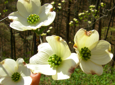 Dogwood blooms in East Tennessee