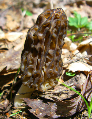 Morel Mushroom