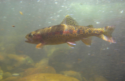Rainbow trout under water