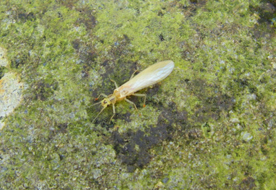Yellow Sally