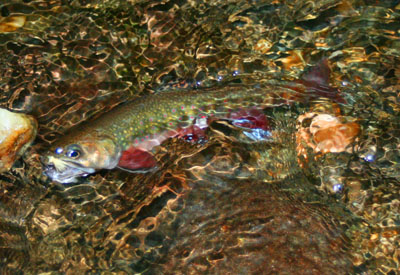 Smoky Mountain brook trout