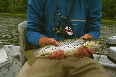 Holston River Brown Trout
