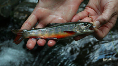 Smoky Mountain Brook Trout