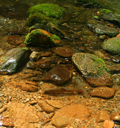 Brook trout in the stream
