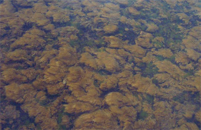 Didymo