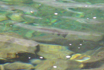Big Creek Trout seen from the trail