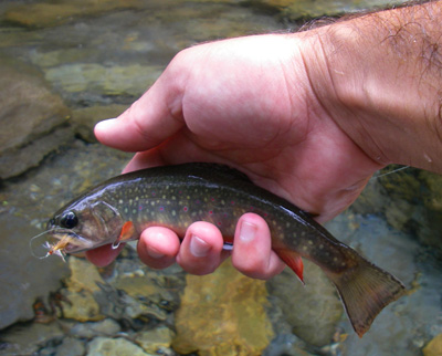 Brook Trout