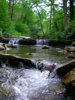 Brook trout stream, Great Smoky Mountains