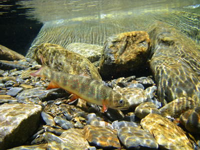 Brook trout, Great Smoky Mountains