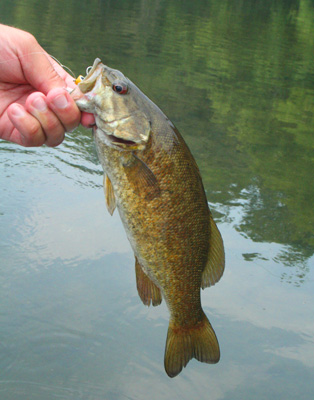 Holston River smallmouth bass