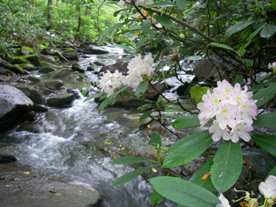 Blooming rhododendron along a trout stream, Great Smoky Mountains National Park