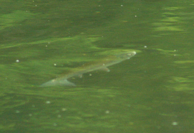 Rising trout sequence, 1