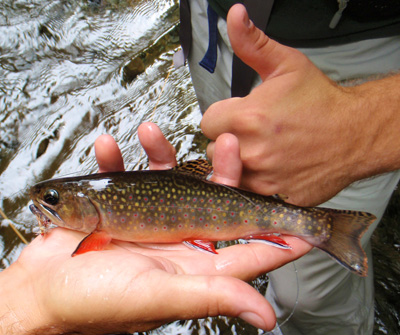 Brook trout in the Smokies