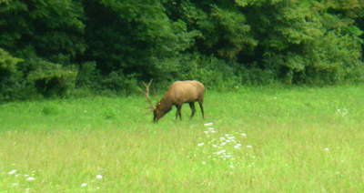 A bull elk in the Smoky Mountains