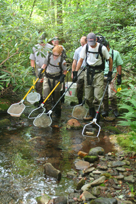 Biologists shocking brook trout in Bunches Creek, North Carolina