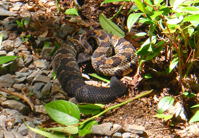 Timber Rattlesnake, Great Smoky Mountains National Park, Tennessee