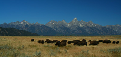 Buffalo Herd and the Tetons, Jackson Hole, Wyoming