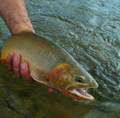 Snake River Cutthroat Trout that ate a Hopper, Gros Ventre River, Grand Teton National Park, Wyoming