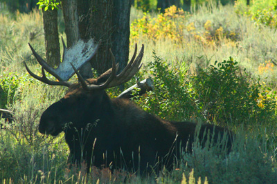 Bull Moose, Grand Teton National Park, Jackson Hole, Wyoming