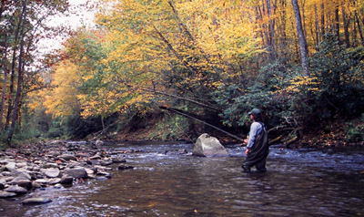 Fall fly fishing scene in the Smoky Mountains
