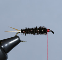 Prince Nymph, Step 5