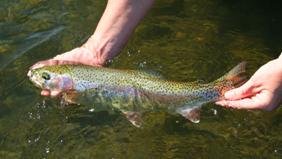 Madison River rainbow trout