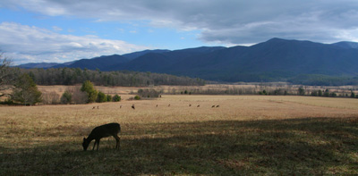 Deer graze in Cades Cove. It's always a pretty drive to a trout stream, but the drive to Abrams Creek is up there.