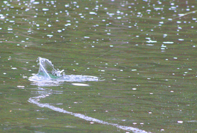 The take You've fooled the fish. Don't squander the opportunity!