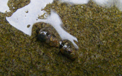 Cased caddis larva at the water line 