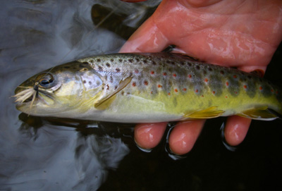 Brown trout hooked by a Haystack Charity snapped this photo of a brown trout caught by Yvonne Sanders this week during a hatch of Quill Gordon mayflies.