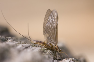 Quill Gordon Mayfly Julie Tallman sent us this photo of a Quill Gordon she spotted on the upper Nantahala River in North Carolina.