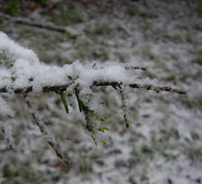 March comes in like a lion with snow in the Smoky Mountains