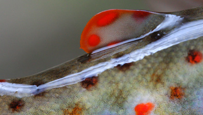Your moment of zen: The bright red adipose fin of a Smoky Mountain trout.