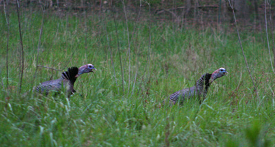 hazelcreekgobblers This pair of gobblers was our alarm clock on Hazel Creek. They were just across the stream from our camp each morning.